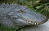 American Alligator