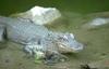 American Alligator