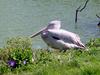 white pelican