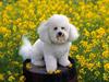 Bichon Frise (White Dog)