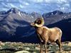 Big Horn Ram, Rocky Mountain National Park, Colorado (Bighorn Sheep)