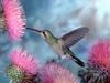Broad-billed Hummingbird