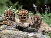 Enjoying the Show, Mountain Lion Cubs (Baby Cougars)