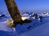 Bald Eagle in Flight