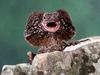 Frilled Lizard