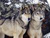 Gray Wolves