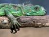 Green Iguana