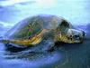 Hawaiian Sea Turtle