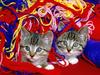 In Stitches (Kittens)