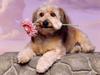 Looking for Love (Dog)