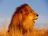 Mighty Lion (African Lion Male)