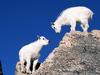Rocky Mountain Goat Kids
