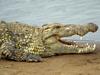 Nile Crocodile, Masai Mara, Kenya