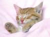 Pink Dreams (Kitten)