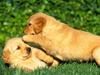 Puppy Power
