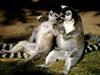 Ring-tailed Lemur Love