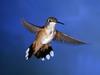 Rufous Hummingbird