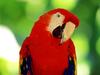 Scarlet Macaw