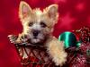Season's Wishes, Cairn Terrier Puppy