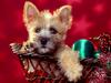 Season's Wishes, Cairn Terrier Puppy