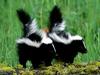 Skunk Babies (Striped Skunks)