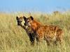 Spotted Hyenas, Masai Mara, Kenya