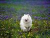 Summer Play, Samoyed (Dog)