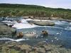The Gathering, McNeil River, Alaska (Brown Bears and Gulls)