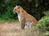 The Lookout, African Leopard