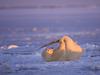 The Simple Pleasures (Polar Bear)