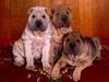 Three's Company, Shar-Pei Puppies