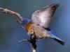 Western Bluebird