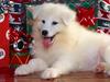 Where's My Present (Puppy)