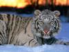 White Tiger Cub