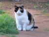 morning cat
