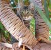Tiger cat
