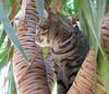 tiger cat again