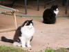 Men in black & white 1(cats)