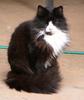 men in black & white 2(cats)
