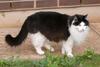 men in black & white 3(cats)