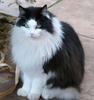 Re: men in black & white 3(cats)
