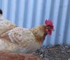 chooks