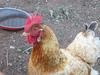 chook 1