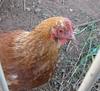 chook 2