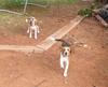 new neighbours (dogs)