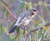 spiny cheeked honeyeater(2 pics)