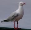 silver gull (2 pics)