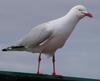 silver gull (2 pics)