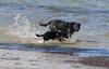 dogs at the beach