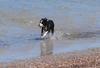 dog at the beach